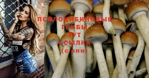 сатива Беломорск