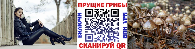 магазин  наркотиков  Ижевск  гидра tor  Псилоцибиновые грибы Psilocybe 